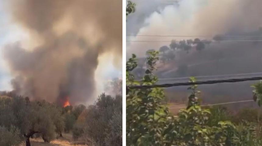 Hatay'da zeytinlik alanda çıkan yangın büyümeden söndürüldü