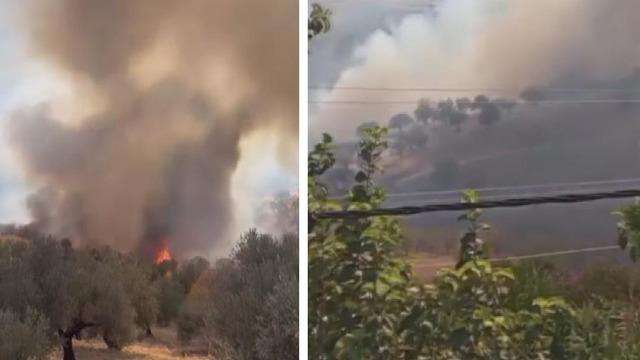 Hatay'da zeytinlik alanda çıkan yangın büyümeden söndürüldü