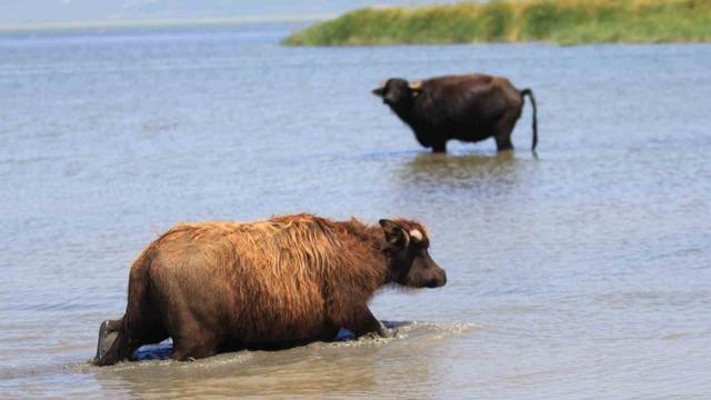 Türkiye'de manda ve büyükbaş hayvan sayısındaki düşüş