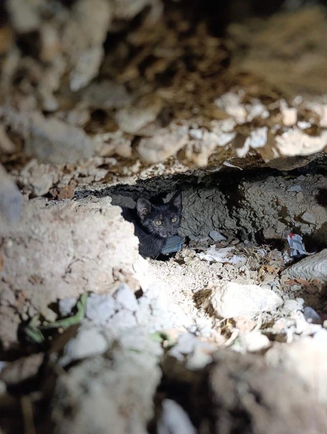 Hatay da beton boruda sıkışan kedi kurtarıldı 1