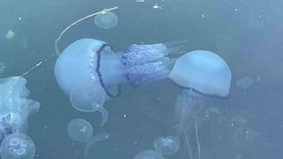 Marmara’da ’bitti’ denilen müsilaj kabusu tekrar hortladı