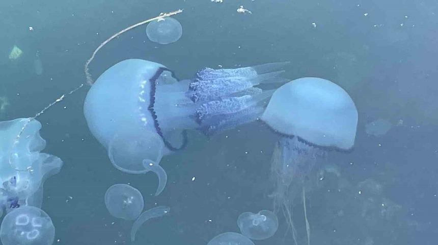 Marmara’da ’bitti’ denilen müsilaj kabusu tekrar hortladı