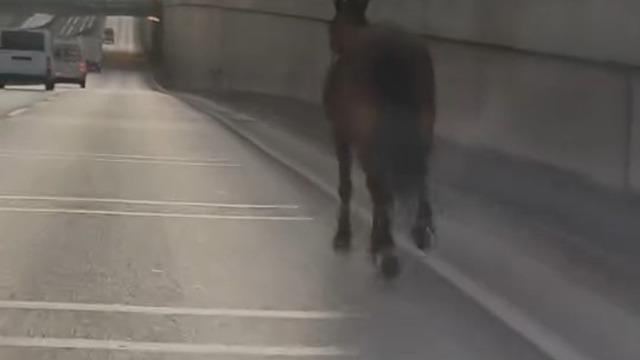 Bursa'da başlıca tehlike: Başıboş at