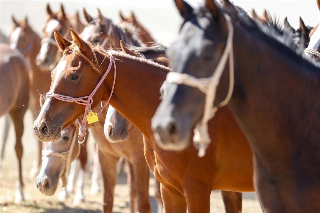 160 yıllık kurum sadece bu işi yapıyor! Açık artırma ile satışta,  Dünyanın en iyisi  210 milyon lira gelir elde etti 1