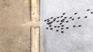 160 yıllık kurum sadece bu işi yapıyor! Açık artırma ile satışta, 'Dünyanın en iyisi' 210 milyon lira gelir elde etti