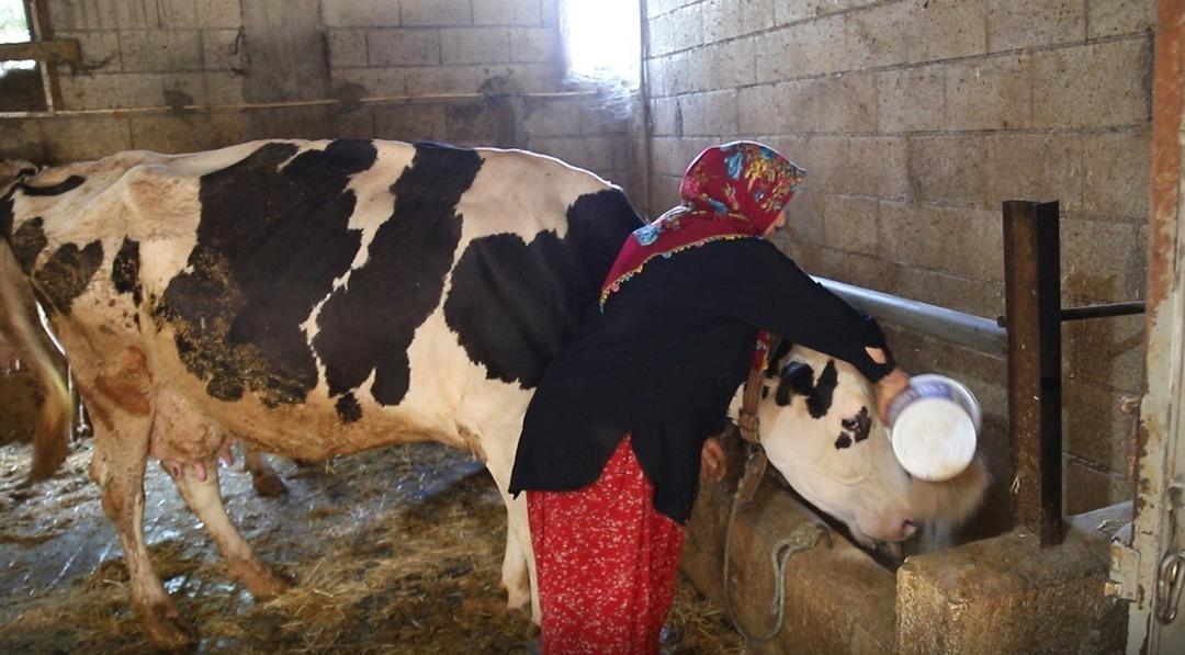 2 inekle başladı, sıfır kilometre araç sahibi oldu! Hayallerine kavuştu: "Hayvan desteğiyle hayatımız değişti" 1