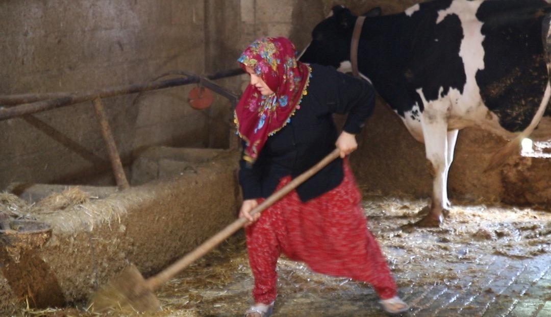 2 inekle başladı, sıfır kilometre araç sahibi oldu! Hayallerine kavuştu: "Hayvan desteğiyle hayatımız değişti" 3