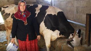 2 inekle başladı, sıfır kilometre araç sahibi oldu! Hayallerine kavuştu: Hayvan desteğiyle hayatımız değişti