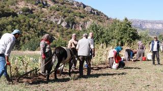 Toroslar üzerindeki Hadim'de at ve eşekle patates hasadı: Kara saban geleneği yaşatılıyor...