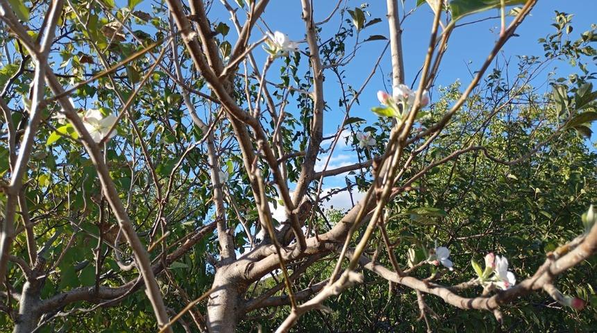 Elazığ’da elma ağacı çiçek açtı