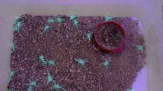 5 tane ile yola çıktı 4 ayda 4 bin tane elde etti! Fiyatı altın ile yarışıyor, köyünden dünyaya açılacak