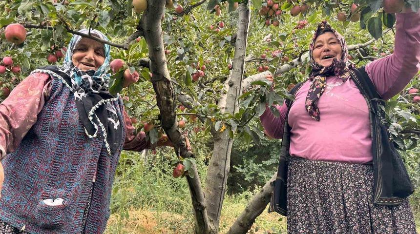 Yalova’da Dereköy elması üreticisinin yüzünü güldürdü