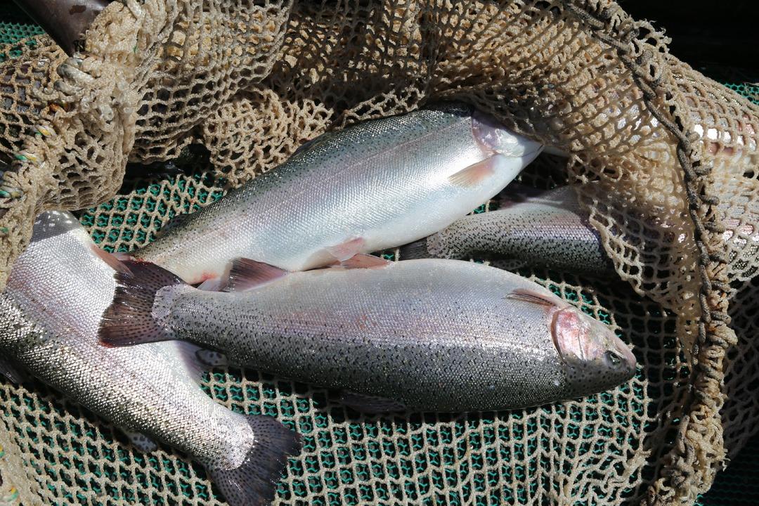 Tatlı sudan tuzlu sulara! Türk somonu AB’de zirvede: "497 milyon dolar ihracata ulaştık" 6