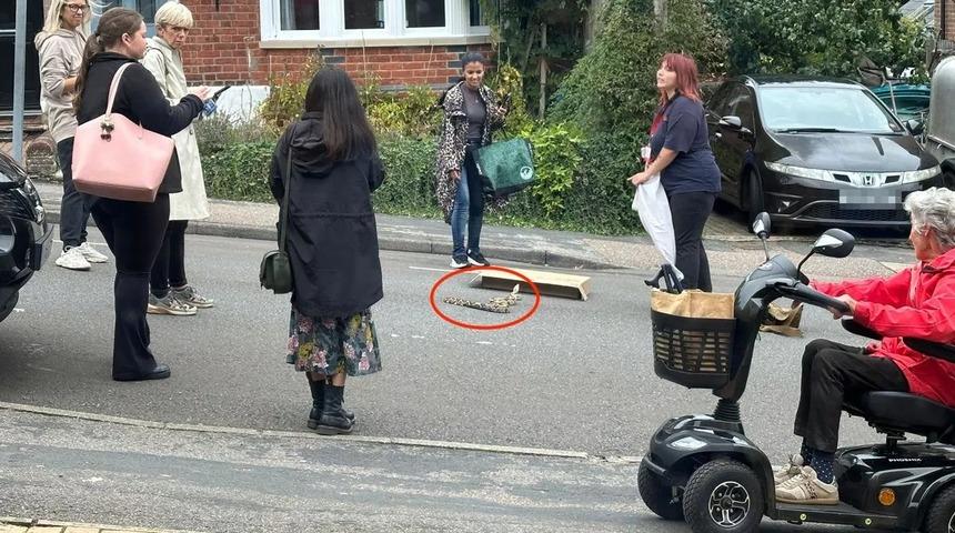 Veliler okul sokağında gördü! Beş metre uzunluğundaki yılan korkuttu