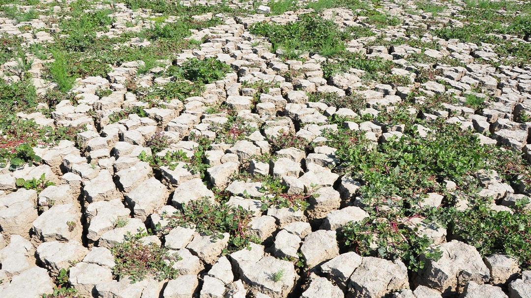 Geriye sadece 54 tane kaldı! 'Tehdit altında' diyerek yaşam hazinesini işaret etti... 