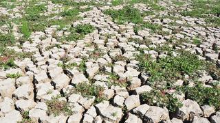 Geriye sadece 54 tane kaldı! 'Tehdit altında' diyerek yaşam hazinesini işaret etti... 