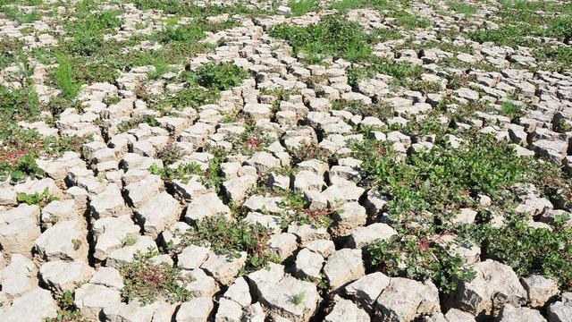 Geriye sadece 54 tane kaldı! 'Tehdit altında' diyerek yaşam hazinesini işaret etti... 