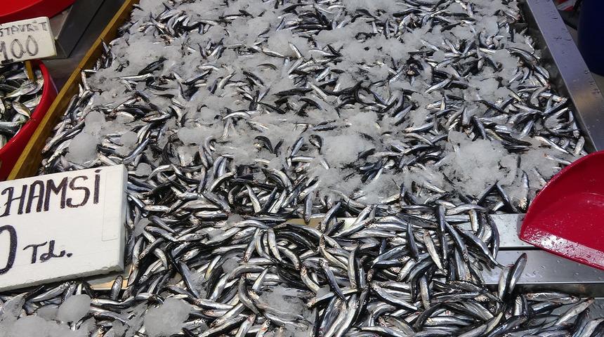 Karadeniz’de hamsi bereketi yüzleri güldürdü: "Hamsi gün geçtikçe irileşmeye başladı" 