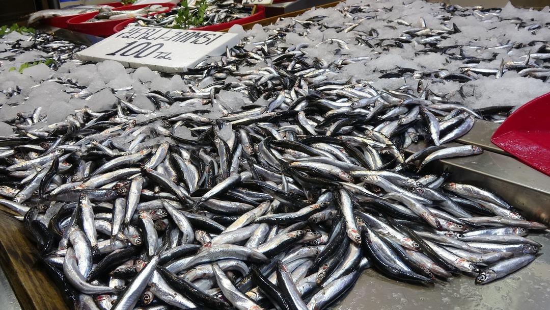 Karadeniz’de hamsi bereketi yüzleri güldürdü: "Hamsi gün geçtikçe irileşmeye başladı" 1