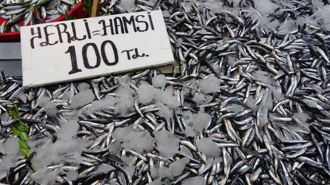 Karadeniz’de hamsi bereketi yüzleri güldürdü: "Hamsi gün geçtikçe irileşmeye başladı" 3