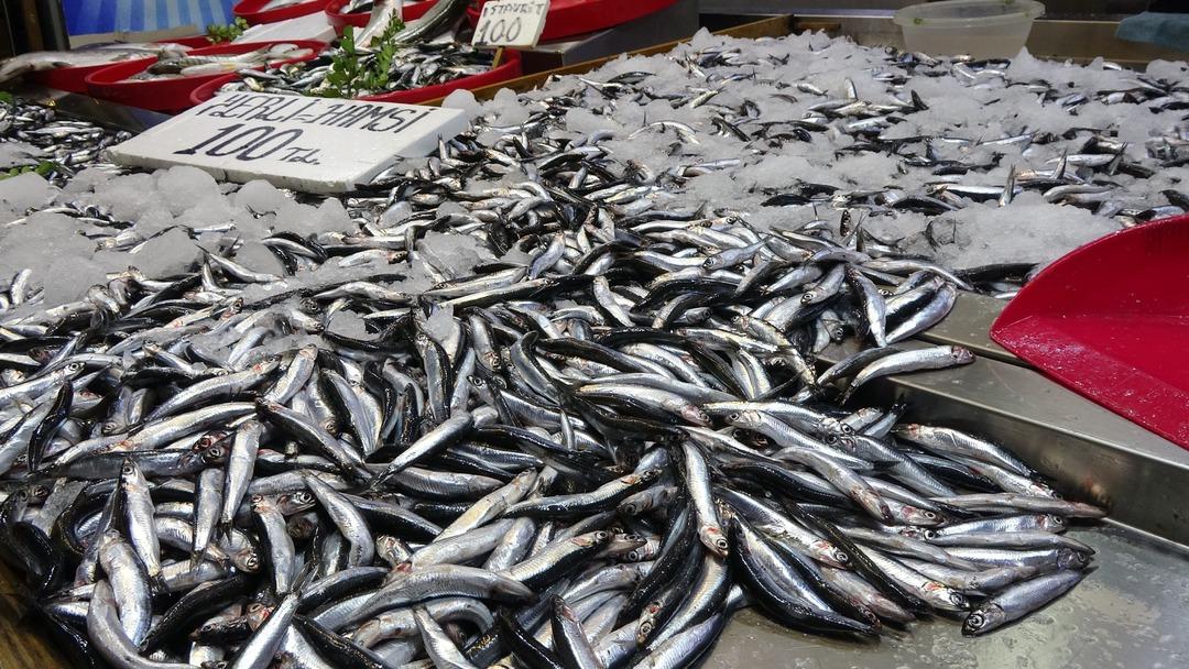 Karadeniz’de hamsi bereketi yüzleri güldürdü: "Hamsi gün geçtikçe irileşmeye başladı" 5
