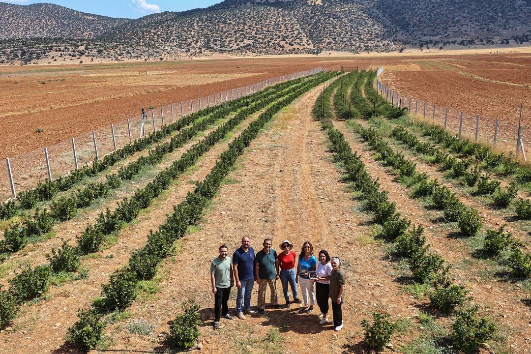 Antalya’da aronya ve böğürtlen hasadı bereketi yüzleri güldürdü... 3