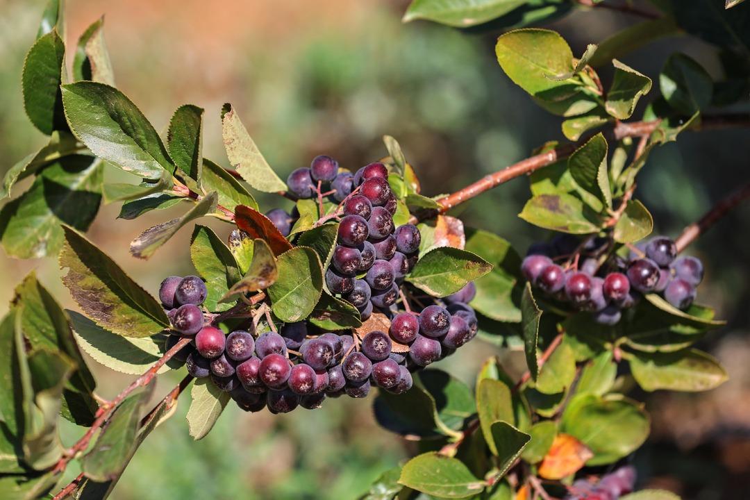 Antalya’da aronya ve böğürtlen hasadı bereketi yüzleri güldürdü... 5