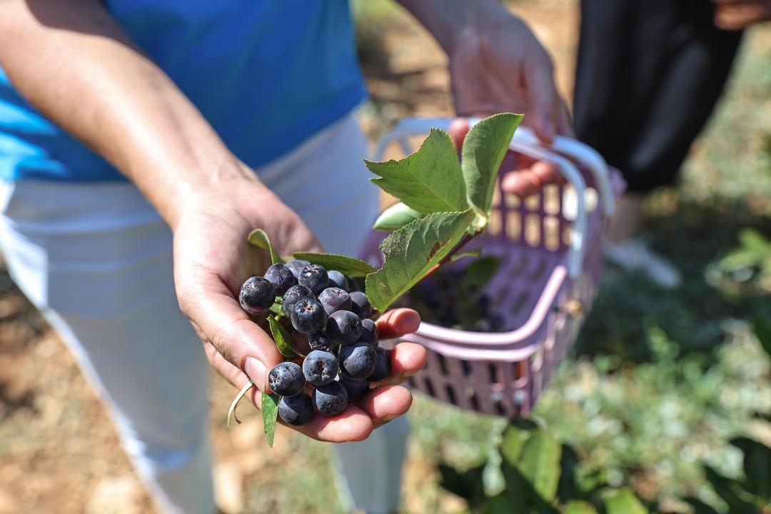 Antalya’da aronya ve böğürtlen hasadı bereketi yüzleri güldürdü... 4