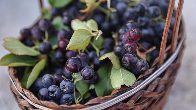 Antalya’da aronya ve böğürtlen hasadı bereketi yüzleri güldürdü...