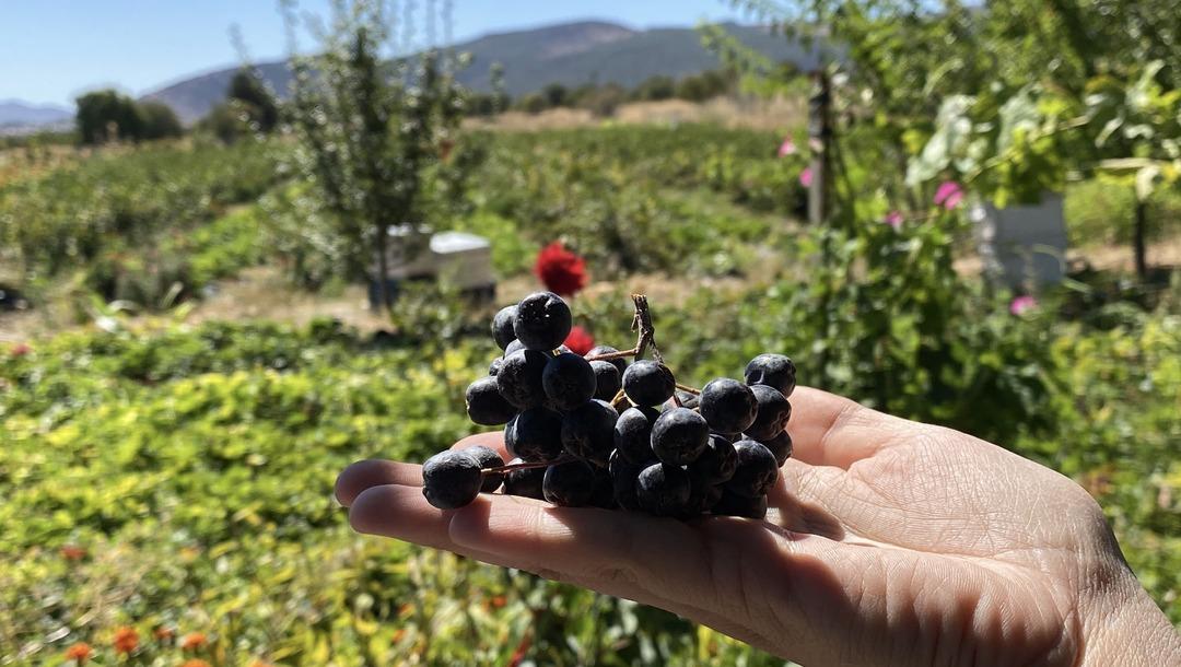 Aronya meyvesini üretmek için şehir değiştirdi: Kilosu 300 lira! 2009 fidanla şifa dağıtacak: Hedefi, şifalı meyveyi hastalara ücretsiz ulaştırmak... 1