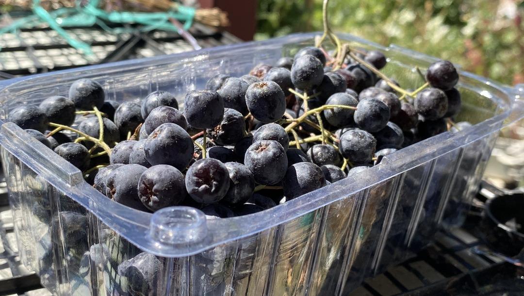 Aronya meyvesini üretmek için şehir değiştirdi: Kilosu 300 lira! 2009 fidanla şifa dağıtacak: Hedefi, şifalı meyveyi hastalara ücretsiz ulaştırmak... 2