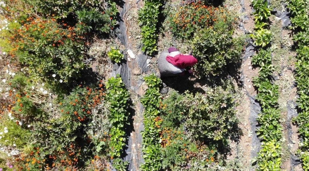 Aronya meyvesini üretmek için şehir değiştirdi: Kilosu 300 lira! 2009 fidanla şifa dağıtacak: Hedefi, şifalı meyveyi hastalara ücretsiz ulaştırmak... 4