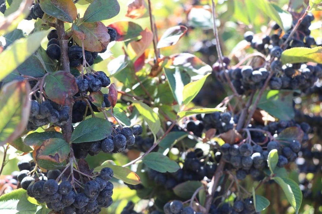 Aronya meyvesini üretmek için şehir değiştirdi: Kilosu 300 lira! 2009 fidanla şifa dağıtacak: Hedefi, şifalı meyveyi hastalara ücretsiz ulaştırmak... 3
