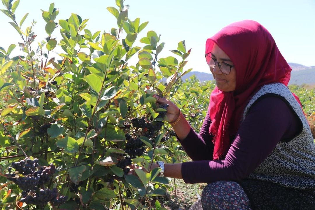 Aronya meyvesini üretmek için şehir değiştirdi: Kilosu 300 lira! 2009 fidanla şifa dağıtacak: Hedefi, şifalı meyveyi hastalara ücretsiz ulaştırmak... 5