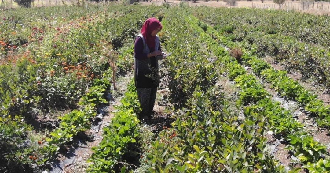 Aronya meyvesini üretmek için şehir değiştirdi: Kilosu 300 lira! 2009 fidanla şifa dağıtacak: Hedefi, şifalı meyveyi hastalara ücretsiz ulaştırmak... 6