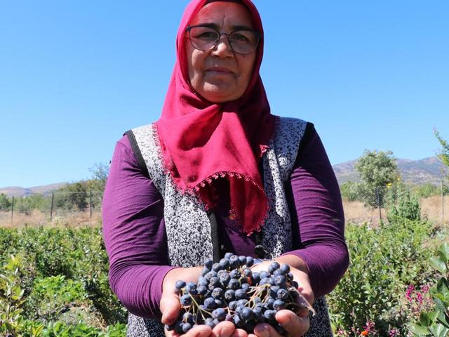Aronya meyvesini üretmek için şehir değiştirdi: Kilosu 300 lira! 2009 fidanla şifa dağıtacak: Hedefi, şifalı meyveyi hastalara ücretsiz ulaştırmak...