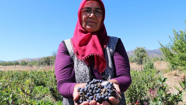 Aronya meyvesini üretmek için şehir değiştirdi: Kilosu 300 lira! 2009 fidanla şifa dağıtacak: Hedefi, şifalı meyveyi hastalara ücretsiz ulaştırmak...