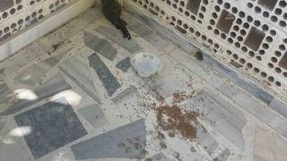 Kulu’da yaralı ebabil kuşuna şefkat eli