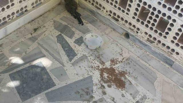 Kulu’da yaralı ebabil kuşuna şefkat eli