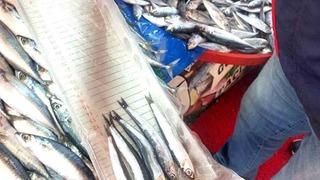 Balıkçı esnafına yönelik denetim