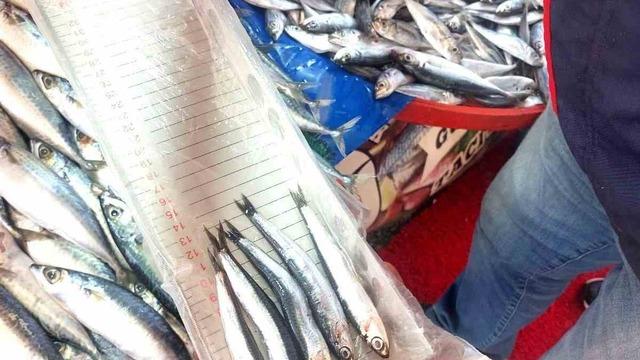 Balıkçı esnafına yönelik denetim