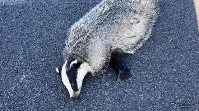 Yer: Kars! aracın çarptığı porsuk telef oldu