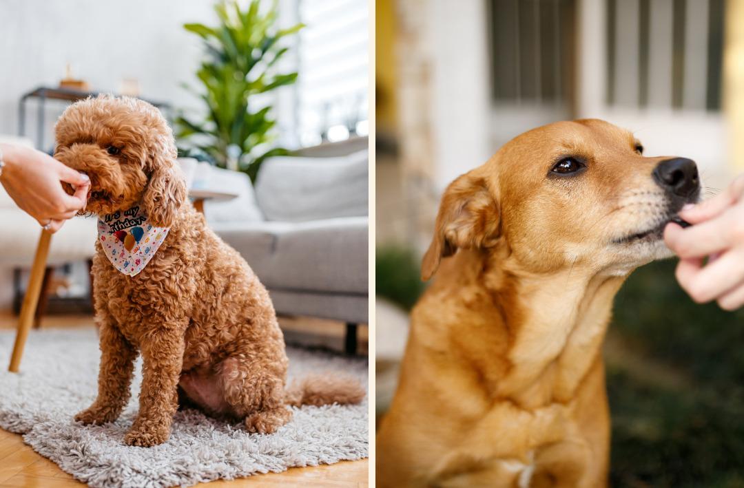 Petzzshop ta Sevgi Dolu İndirimler kampanyası başladı 7