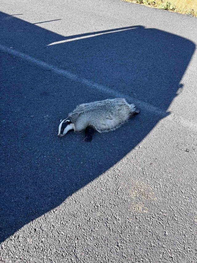 Akyaka’da aracın çarptığı porsuk telef oldu 1
