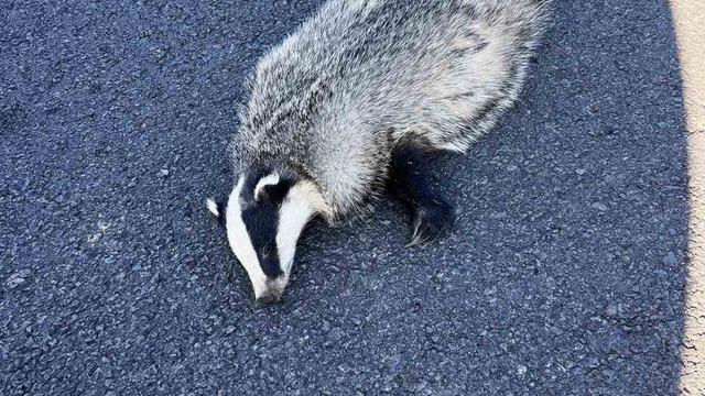 Akyaka’da aracın çarptığı porsuk telef oldu