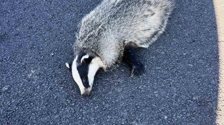 Akyaka’da aracın çarptığı porsuk telef oldu