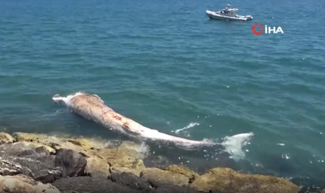 4 yıl önce gömülmüştü! 16 metrelik balina topraktan çıkarılacak 1