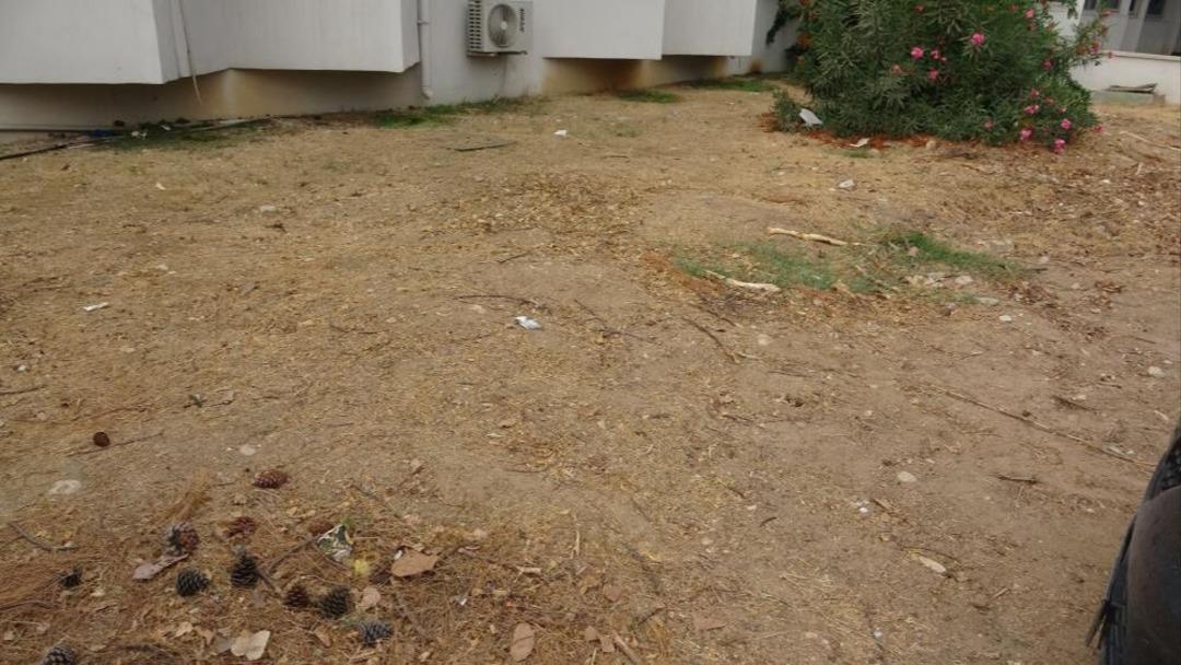 4 yıl önce gömülmüştü! 16 metrelik balina topraktan çıkarılacak 2