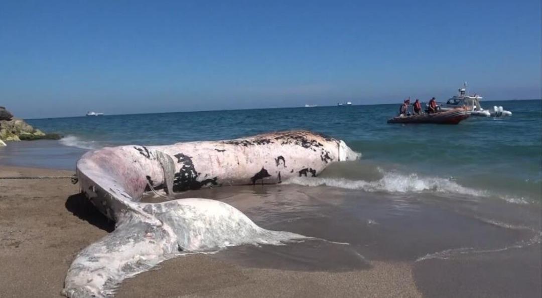 Okul bahçesine gömülmüştü! İskeletinin çıkarılması için kazılar başladı 2
