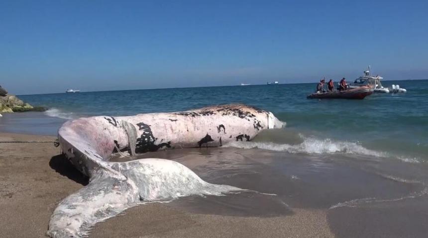 4 yıl önce gömülmüştü! 16 metrelik balina topraktan çıkarılacak